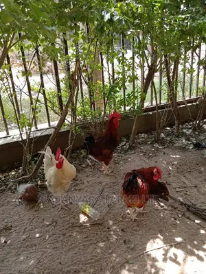 Noiler Chickens