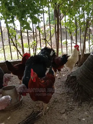 Noiler Chickens