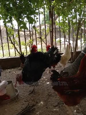 Noiler Chickens