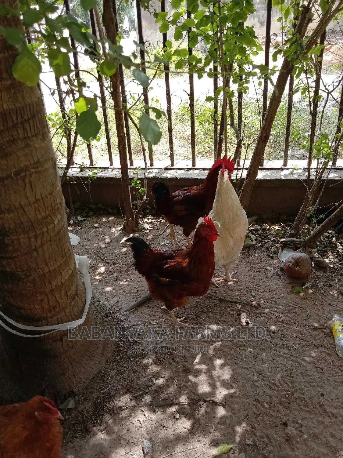 Noiler Chickens
