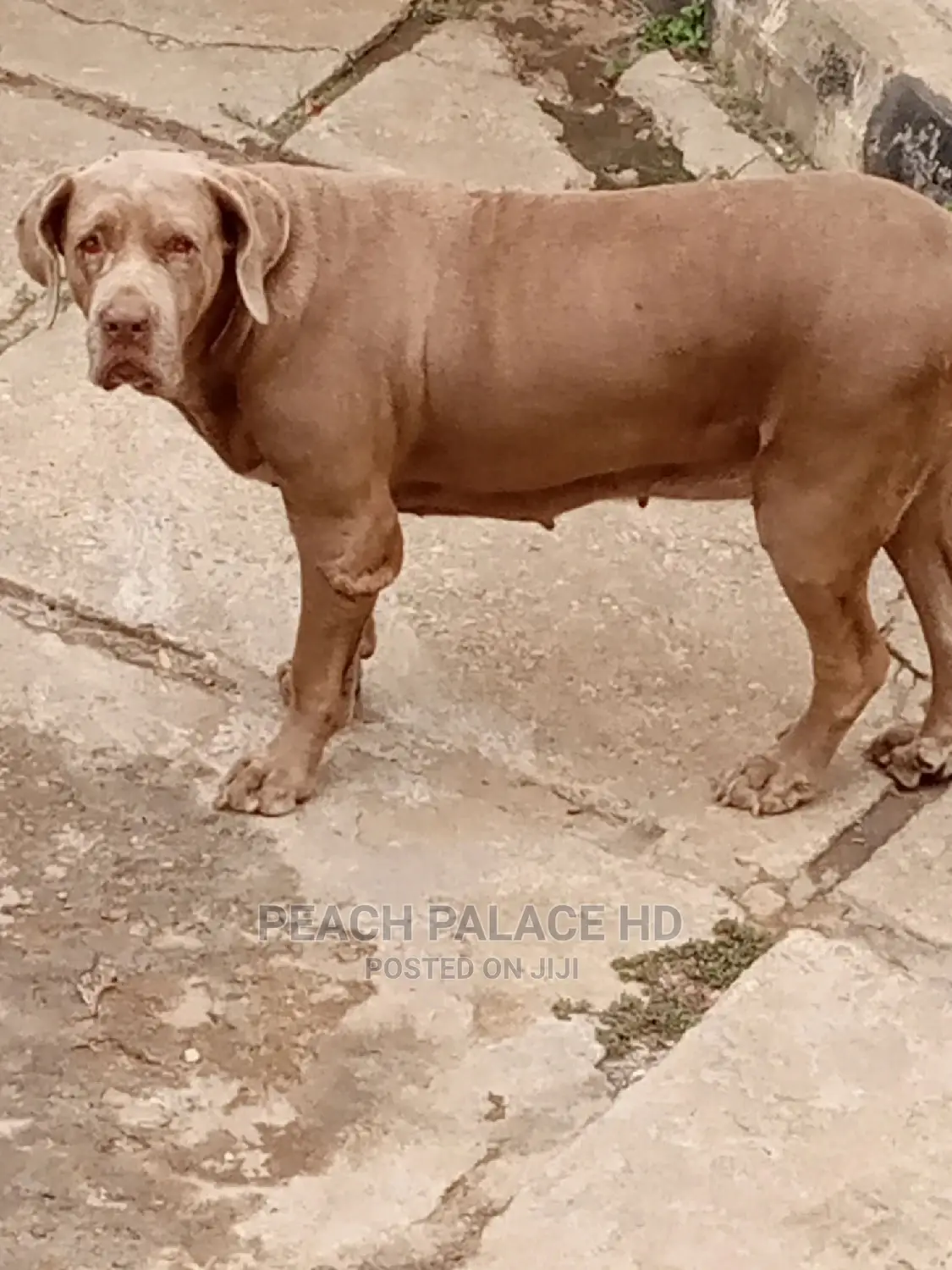 Veterinary and Dog Boarding Services