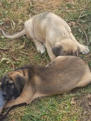 Veterinary and Dog Boarding Services