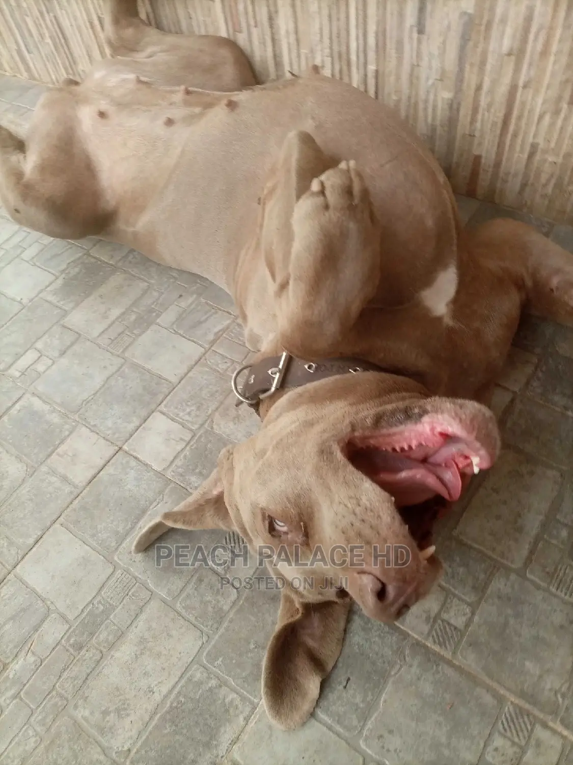 Veterinary and Dog Boarding Services