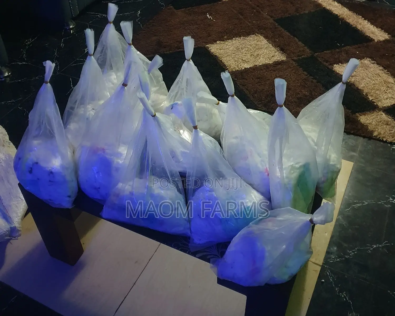 Supergene Shooters Oilpalms Sprouted Seed