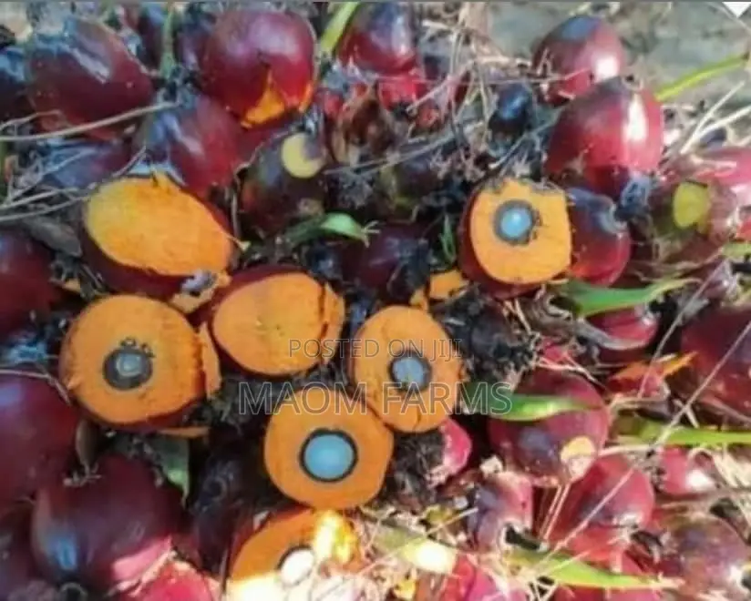Supergene Shooters Oilpalms Sprouted Seed