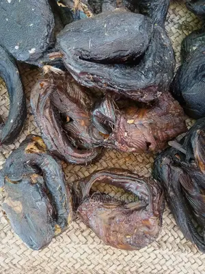 Lake Chad Catfish