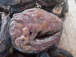 Lake Chad Catfish