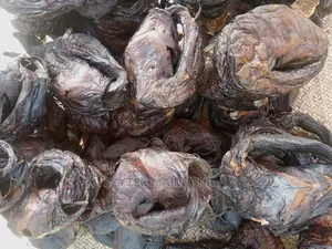 Lake Chad Catfish