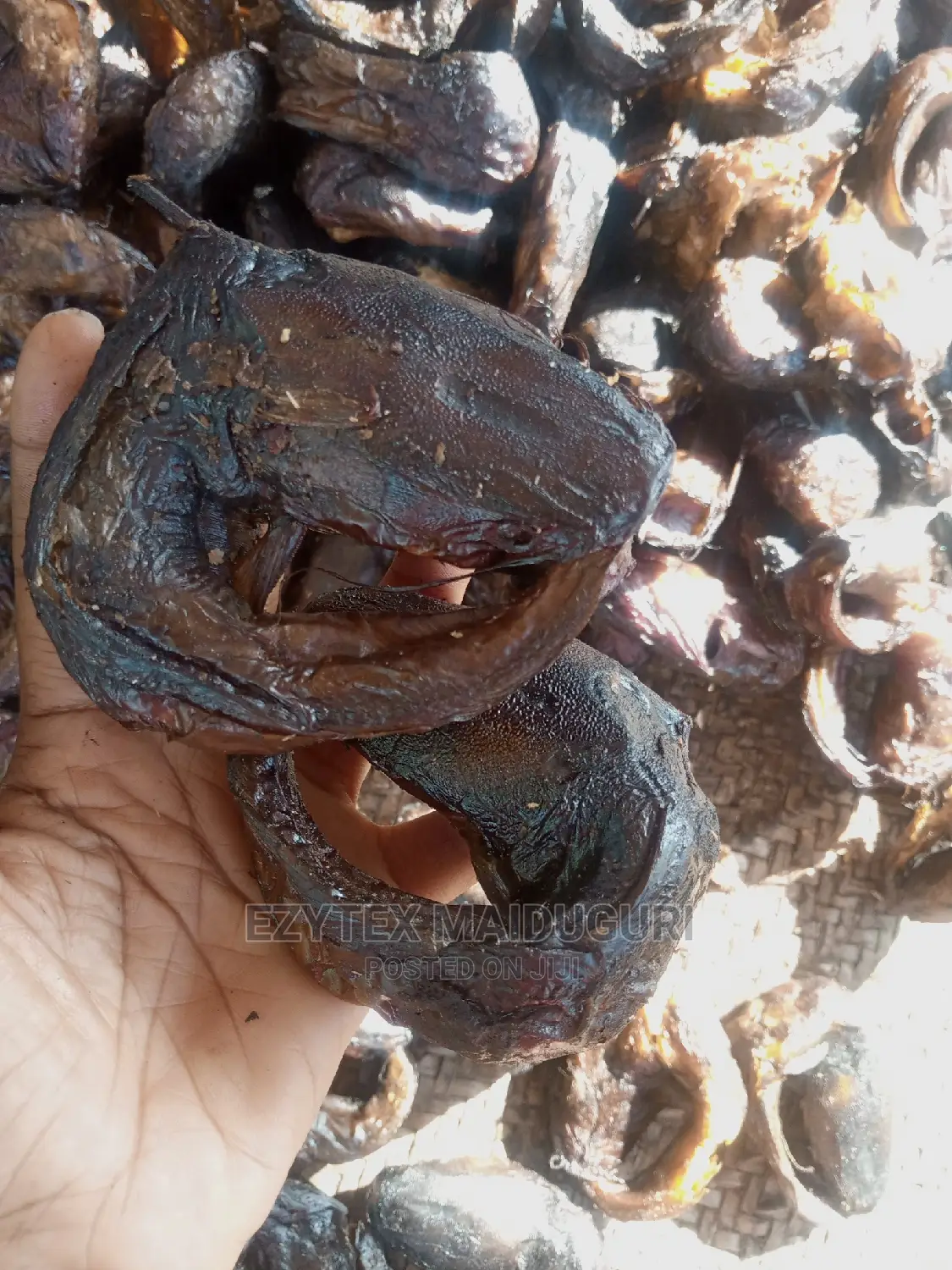 Chad Catfish Small Small Sizes