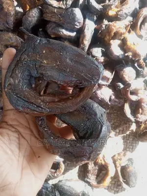 Chad Catfish Small Small Sizes