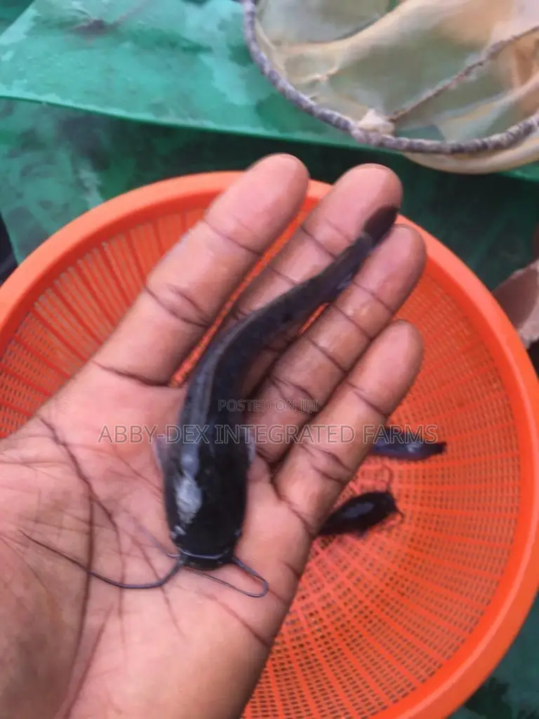 Catfish Hybrid Juveniles