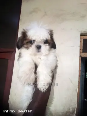 1-3 months Male Purebred Lhasa Apso