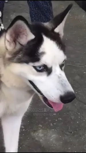 6-12 months Female Purebred Siberian Husky