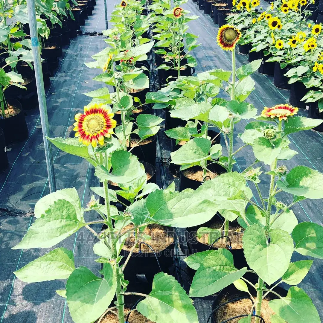 Coco Coir (Coir Pith or Cocopeat) 5kgs Bag