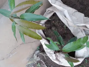 Lemon Seedlings