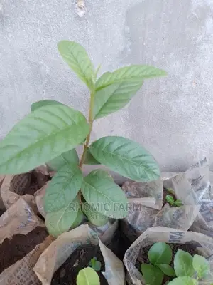 Lemon Seedlings