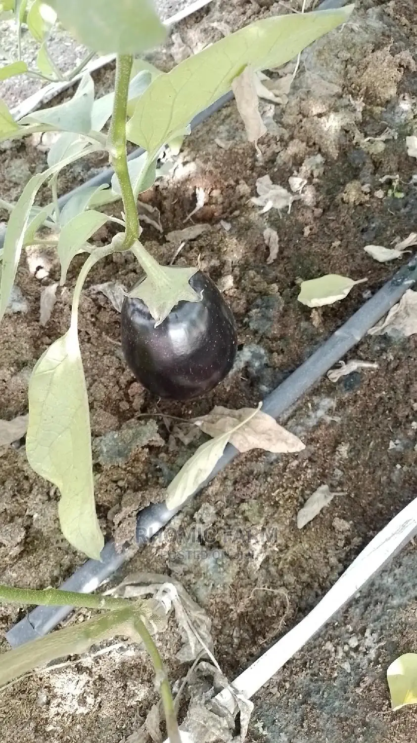 Farm Produce