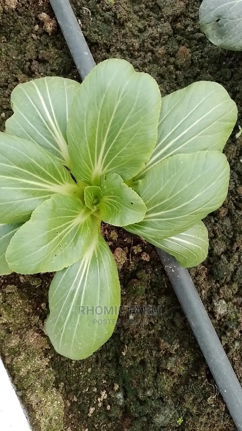Farm Produce