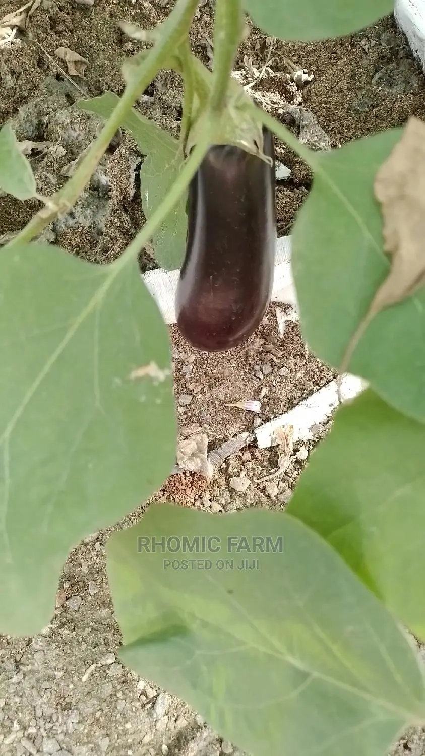 Farm Produce