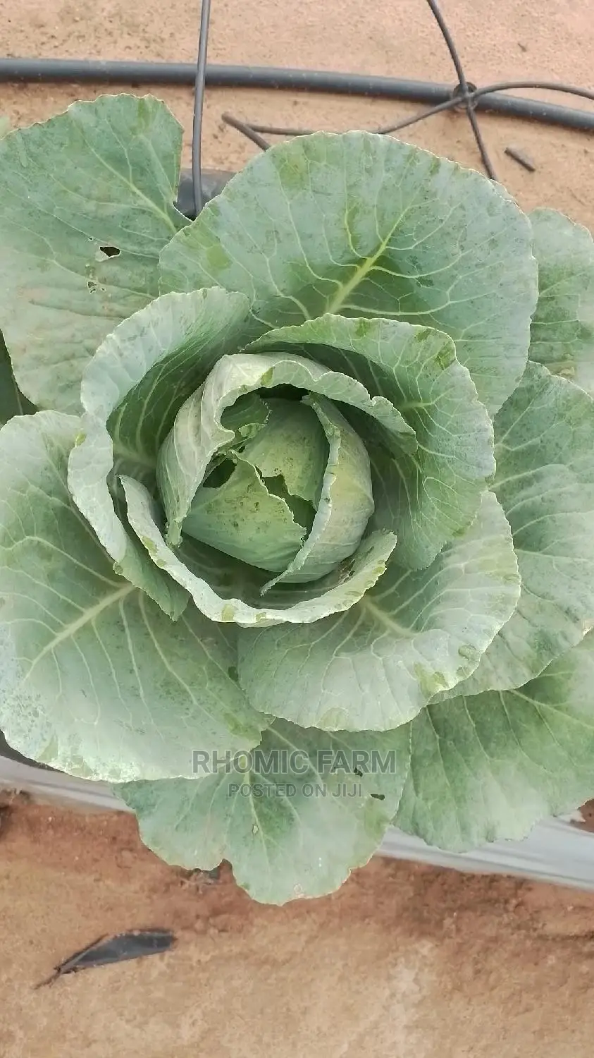 Farm Produce