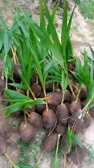 Malaysia Dwarf Coconut Seedlings
