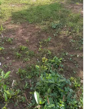 403sqm Land + a Demolishable Structure in an Estate at Ogba