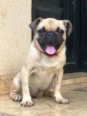 6-12 Months Female Purebred Pug
