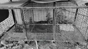 Metal Dog Cage 3big Chambers