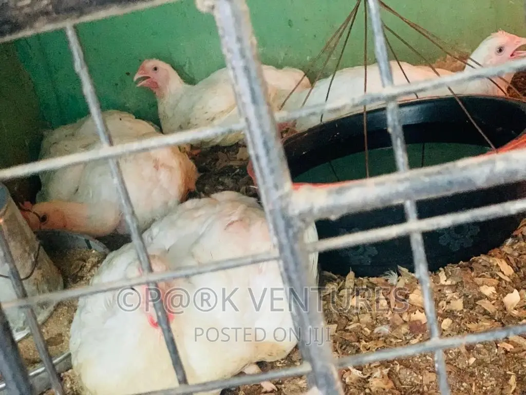 Chicken, Broiler (Always Available)