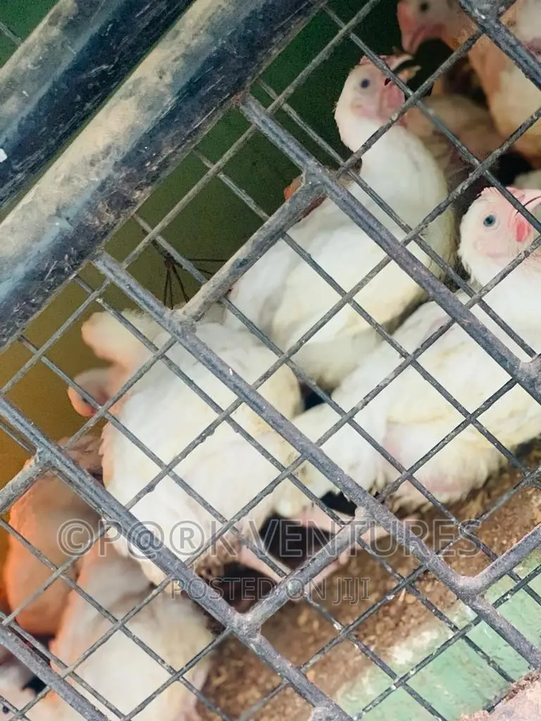 Chicken, Broiler (Always Available)
