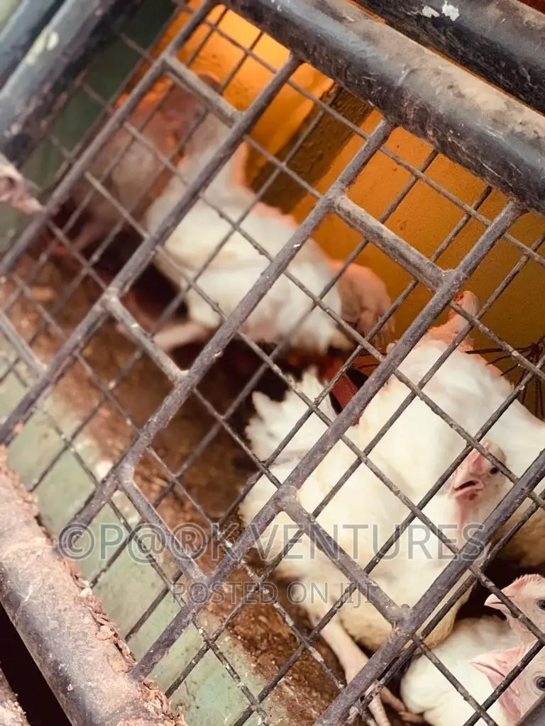 Chicken, Broiler (Always Available)