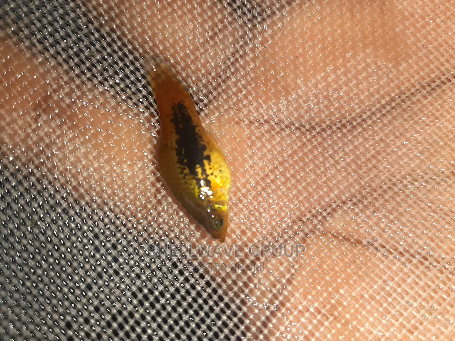 Various Platy Aquarium Fish