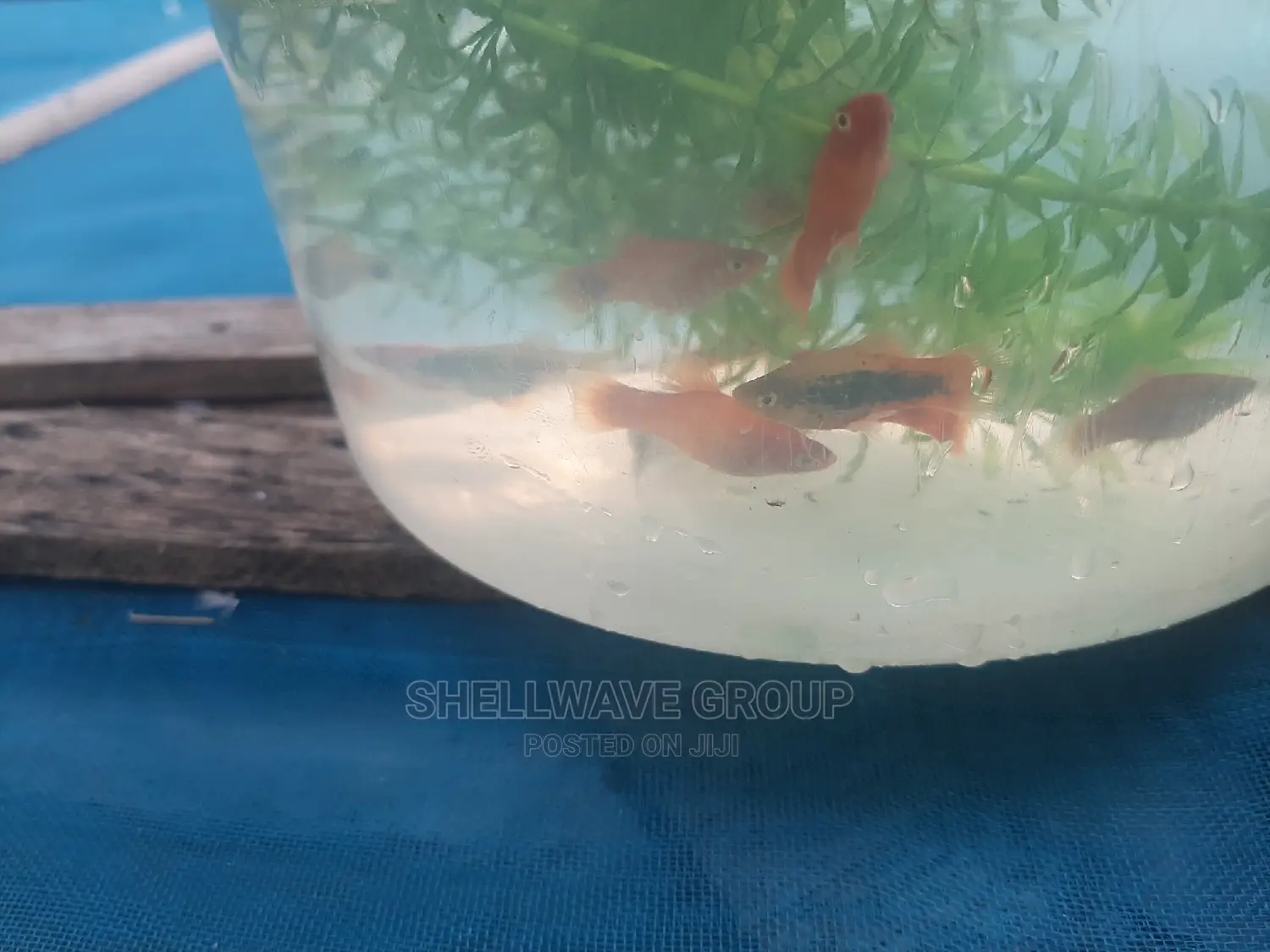 Various Platy Aquarium Fish