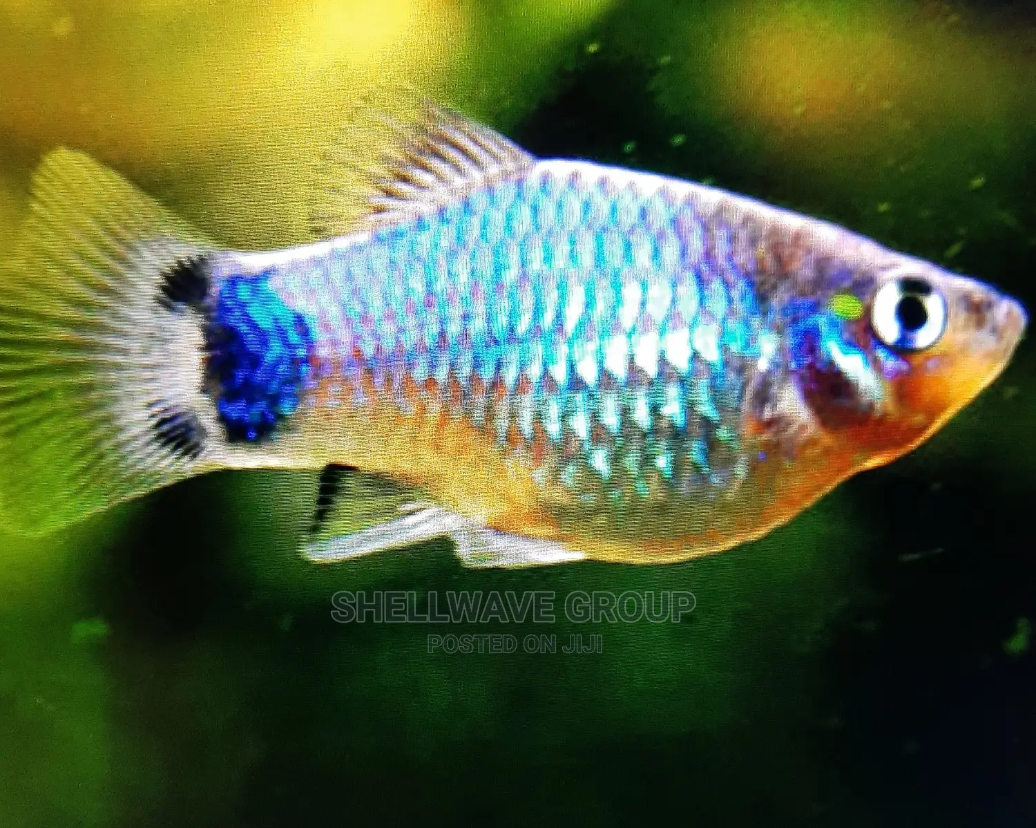 Various Platy Aquarium Fish