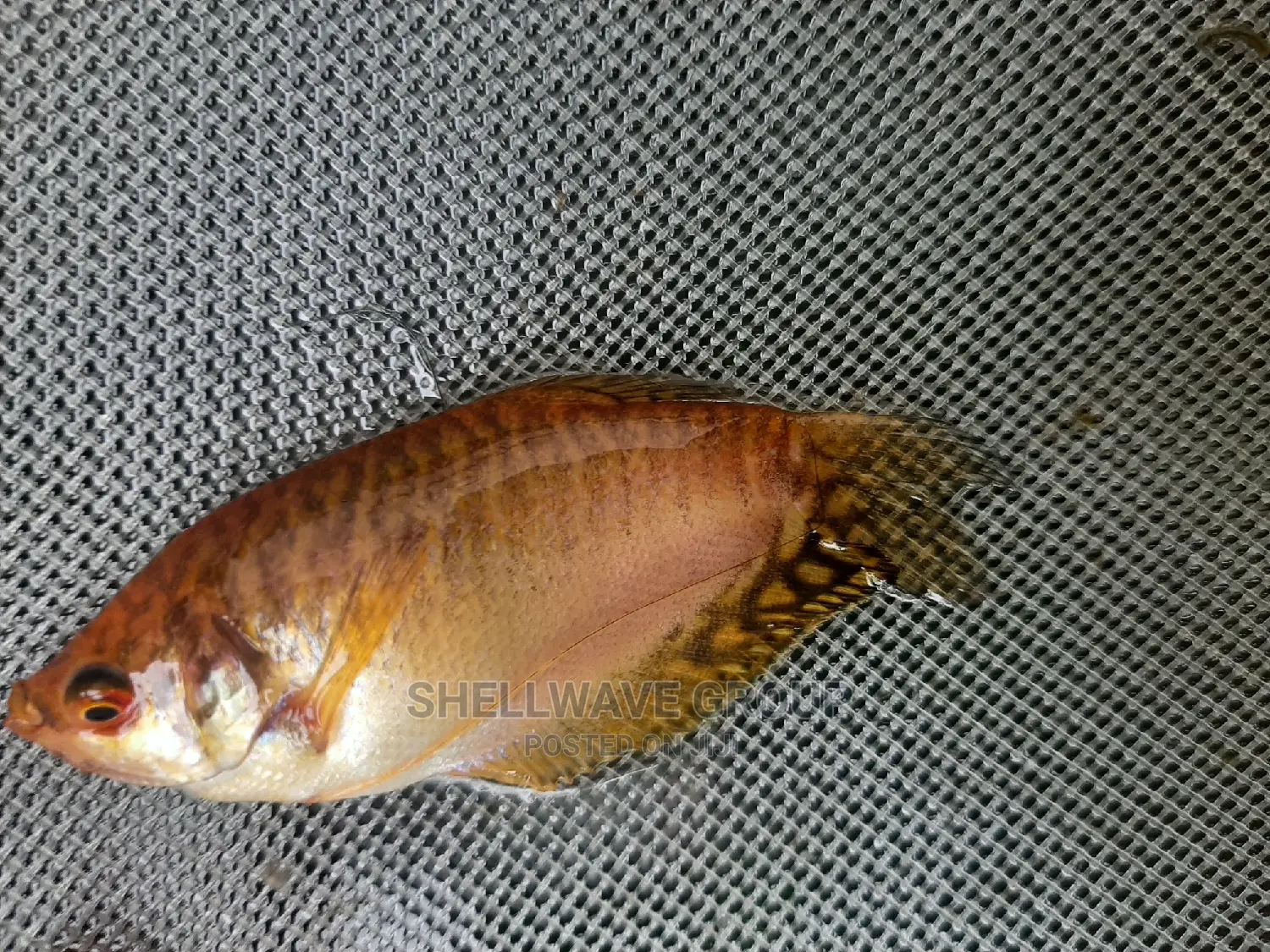Gourami Fish