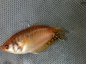 Gourami Fish