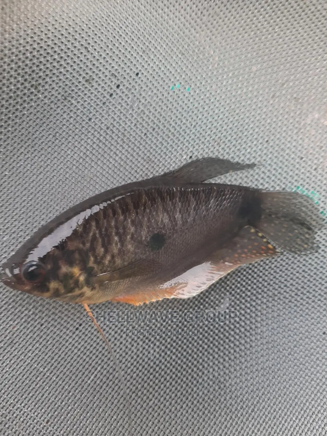 Gourami Fish