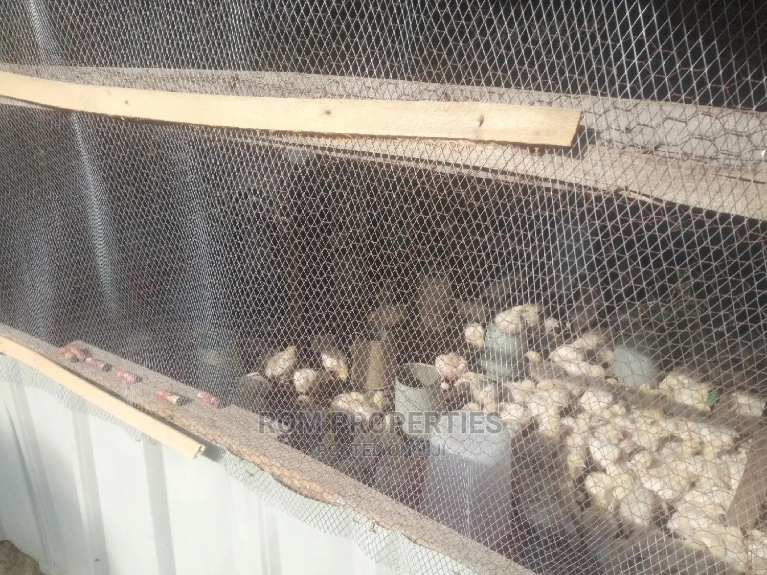 Poultry Farm