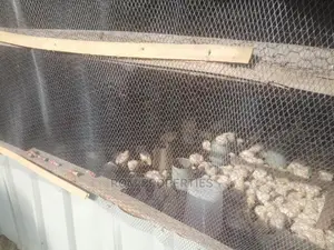 Poultry Farm