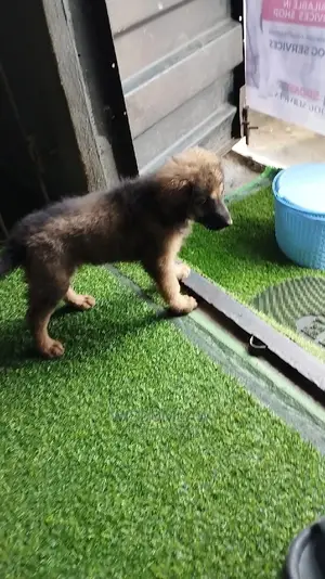 1-3 months Female Purebred German Shepherd