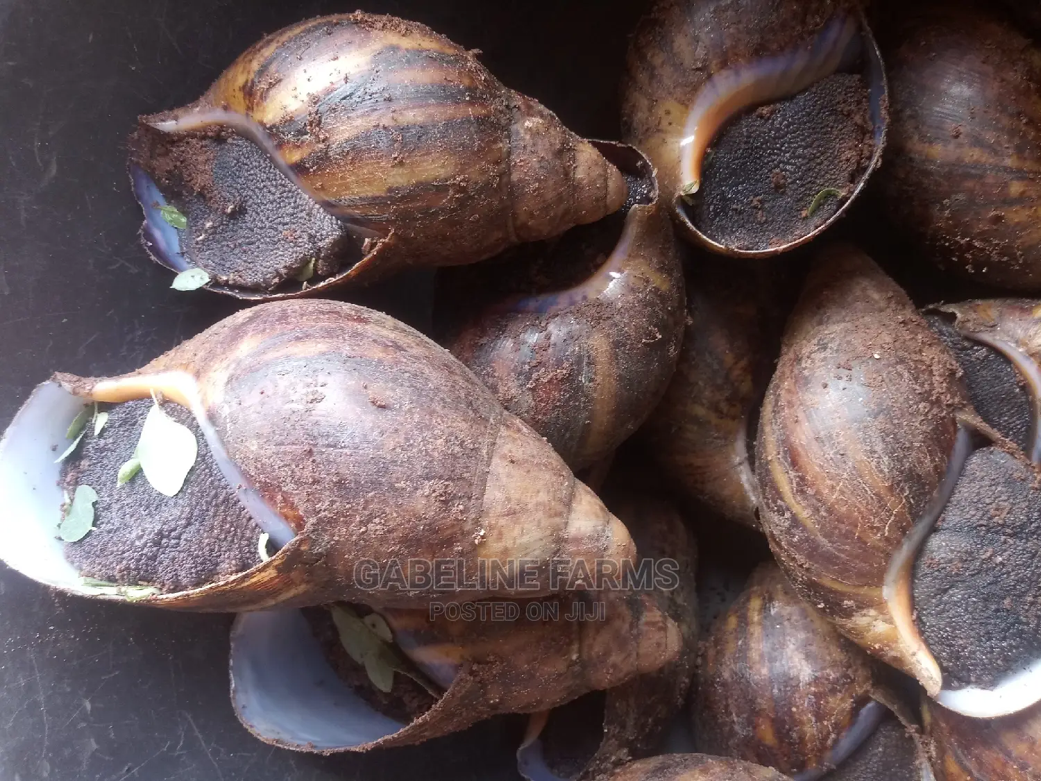 Snail Meat