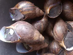 Snail Meat