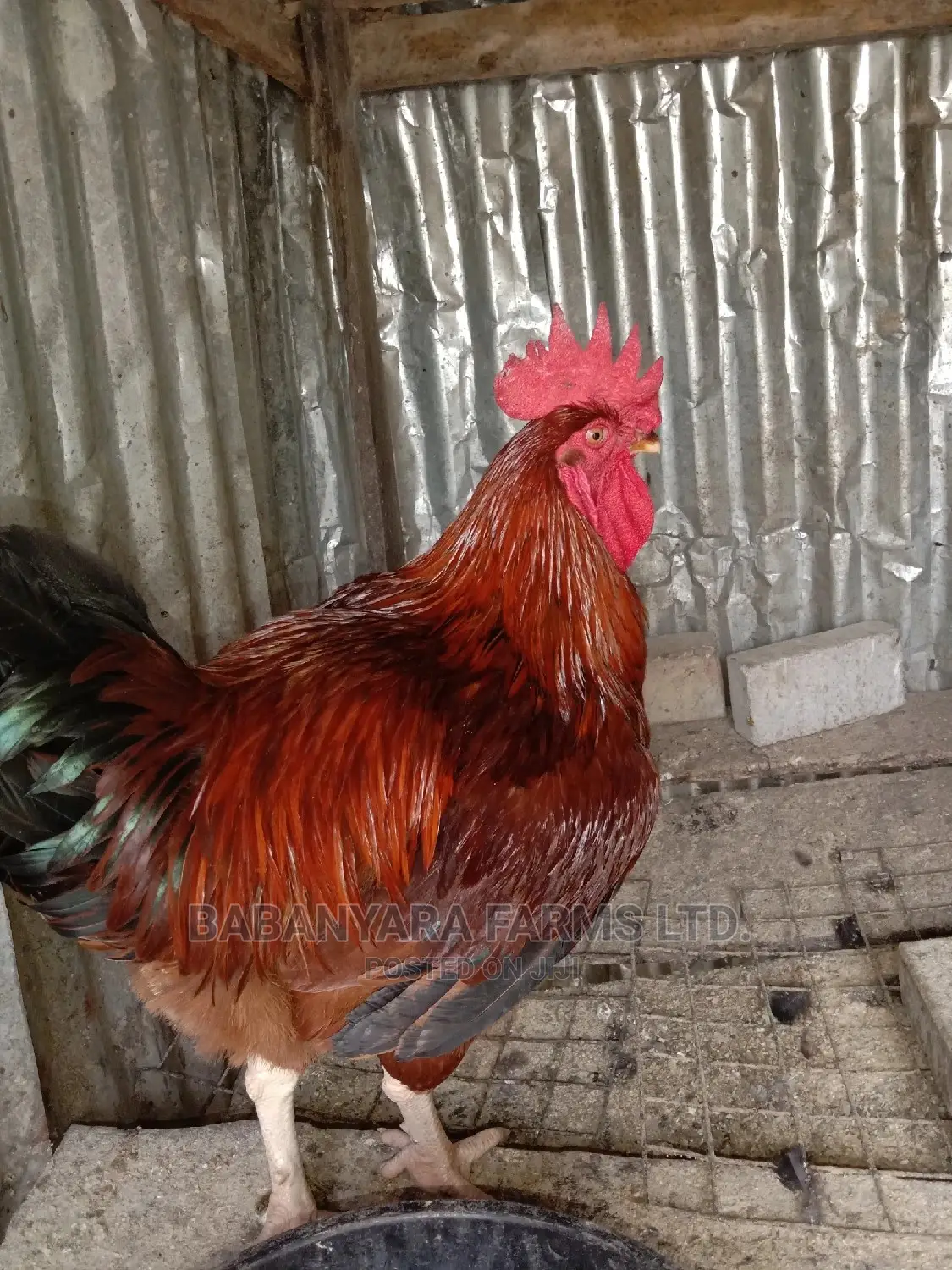 Noiler Chickens