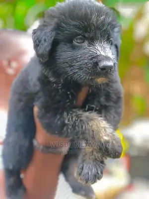1-3 months Female Purebred German Shepherd