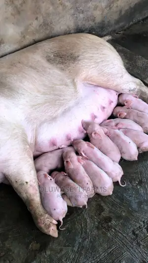 Full Tn Breed
