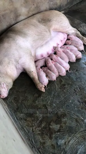 Full Tn Breed