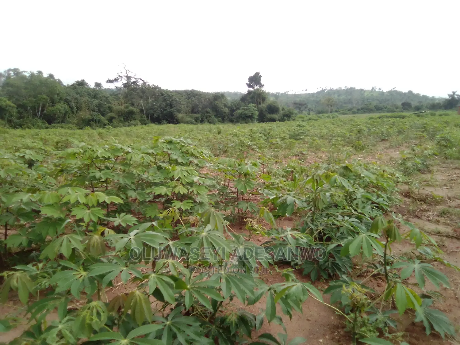 Farming Consultant