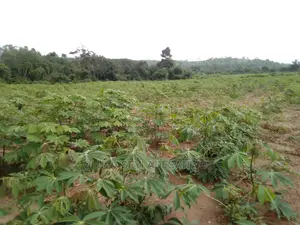 Farming Consultant