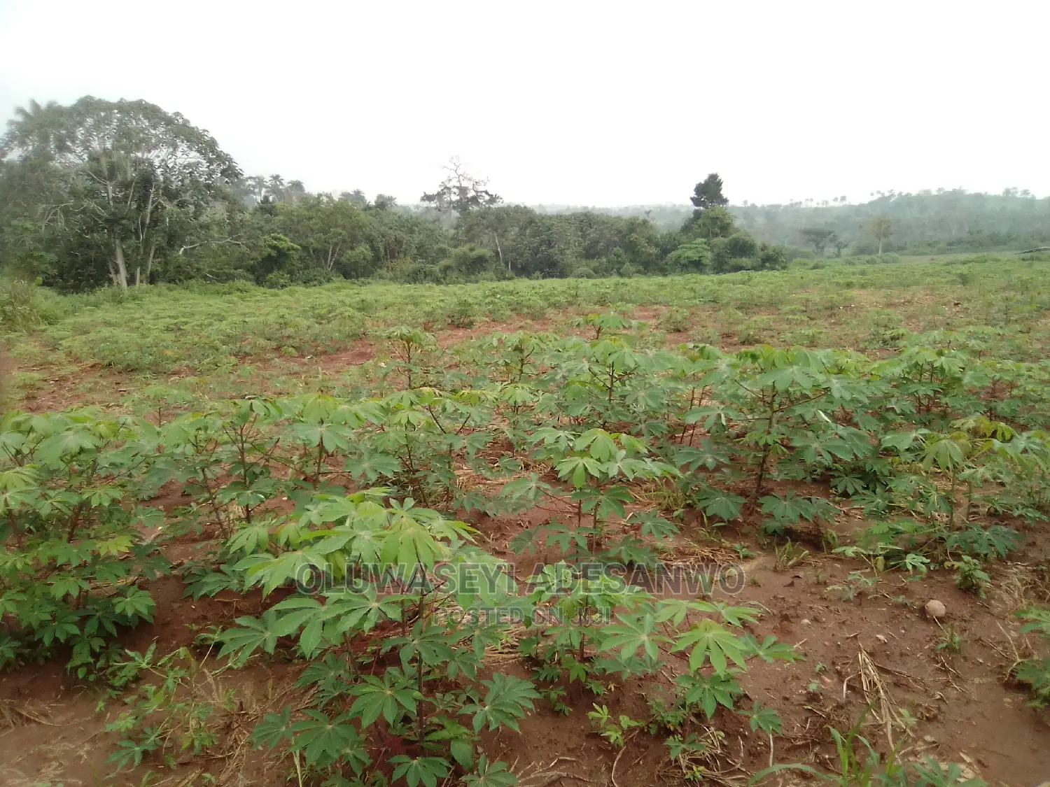 Farming Consultant