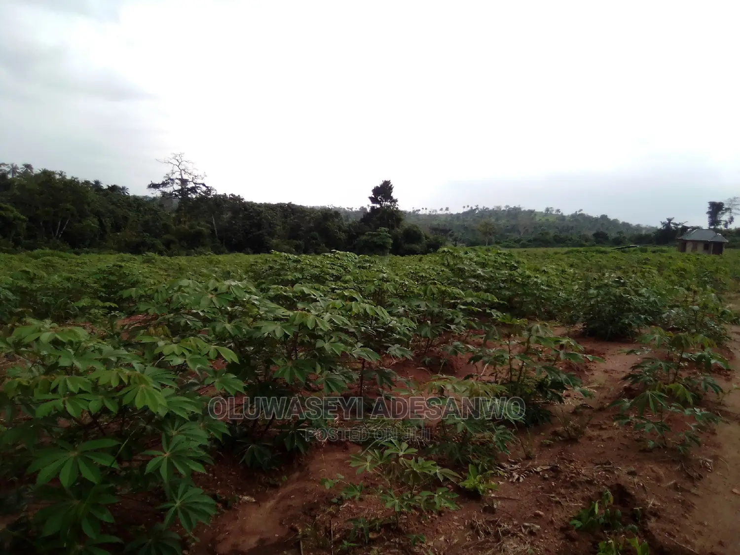 Farming Consultant